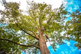 Reliable Bessemer, AL Tree Services Solutions